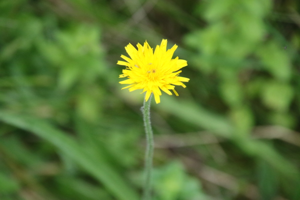 photo of Rough Hawkbit