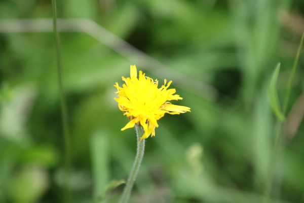 photo of Rough Hawkbit
