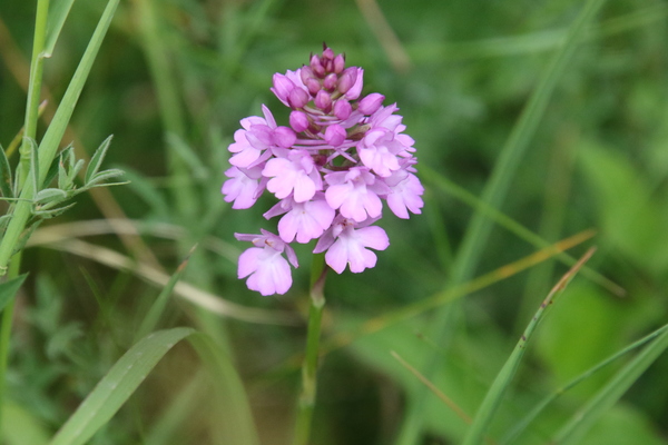 photo of Pyramidal Orchid