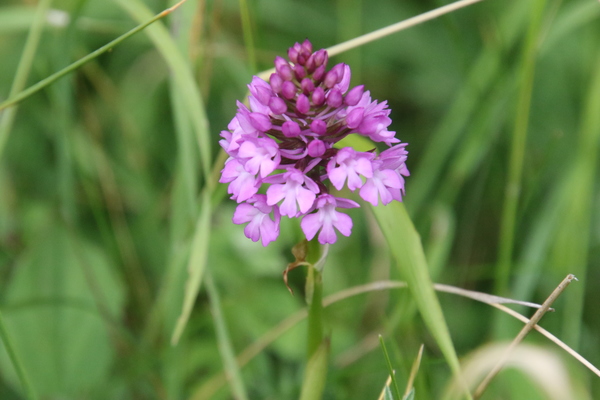 photo of Pyramidal Orchid