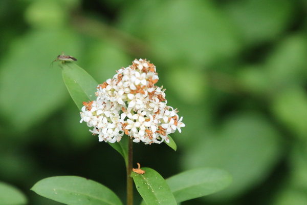 photo of Wild Privet