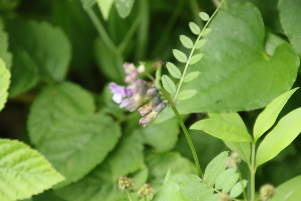 photo of Bush Vetch