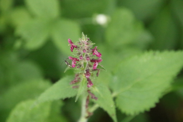 photo of Hedge Woundwort