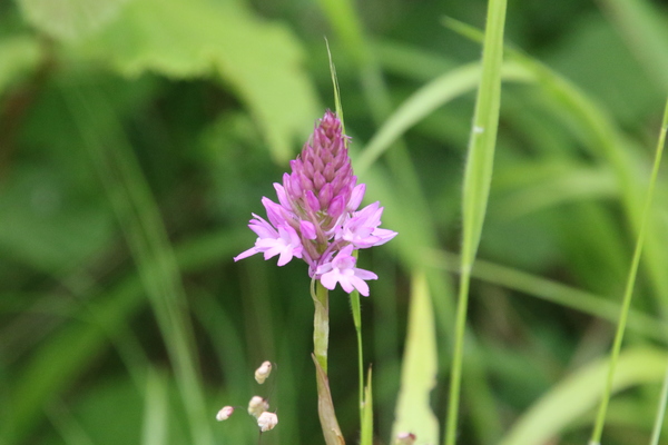 photo of Pyramidal Orchid