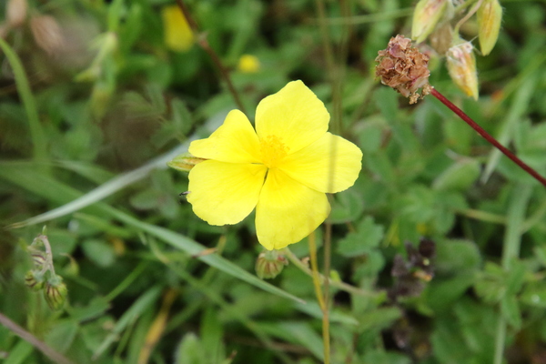 photo of Common Rockrose