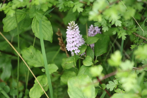 photo of Common Spotted Orchid