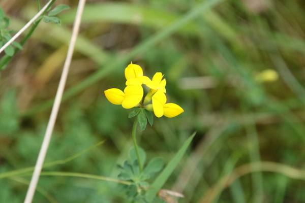 photo of Bird's Foot Trefoil