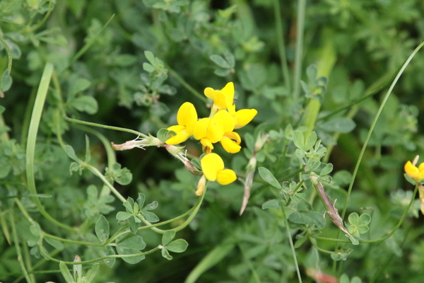 photo of Bird's Foot Trefoil