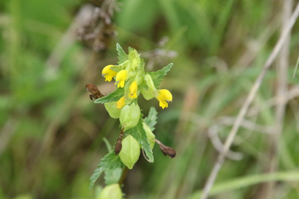 photo of Yellow Rattle