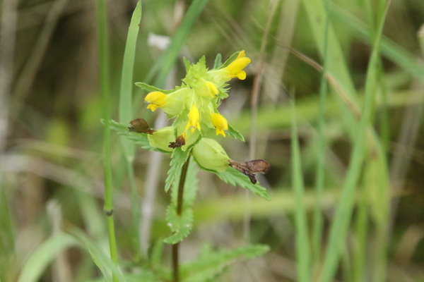 photo of Yellow Rattle