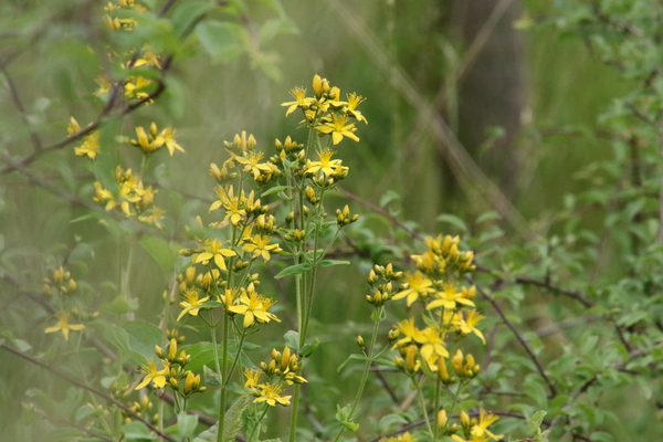 photo of Hairy St John's Wort