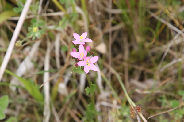 photo of Common Centaury
