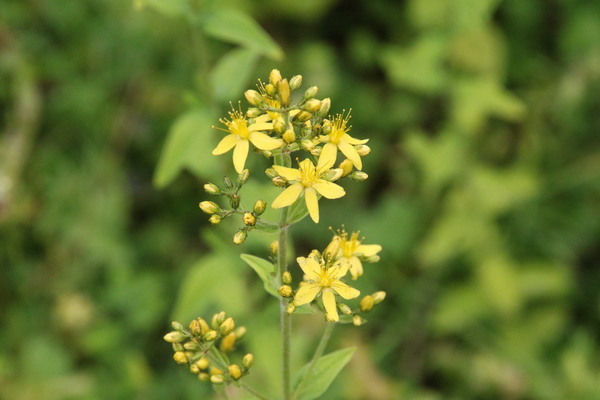 photo of Hairy St John's Wort