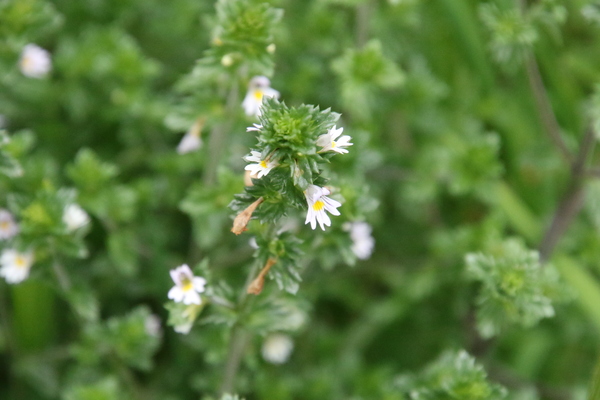 photo of Eyebright
