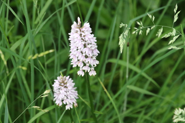 photo of Common Spotted Orchid