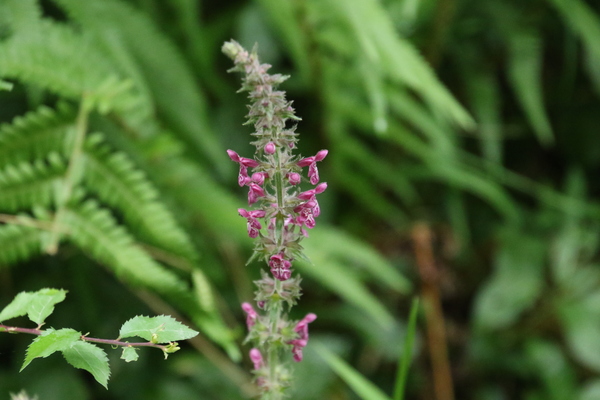 photo of Hedge Woundwort