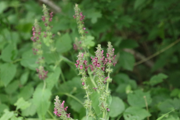 photo of Hedge Woundwort