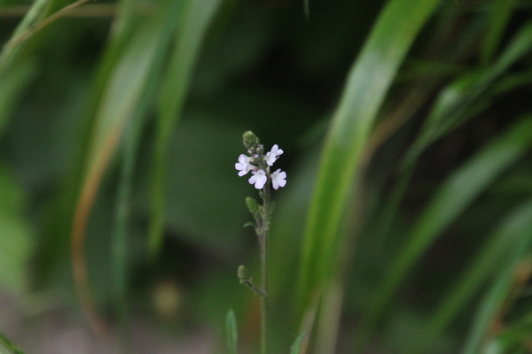 photo of Vervain