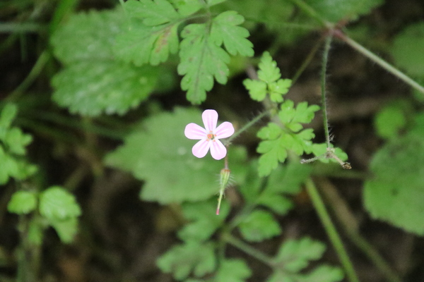 photo of Herb Robert
