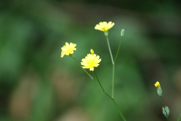 photo of Nipplewort