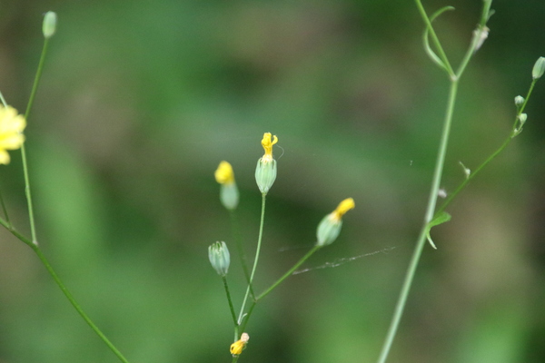 photo of Nipplewort