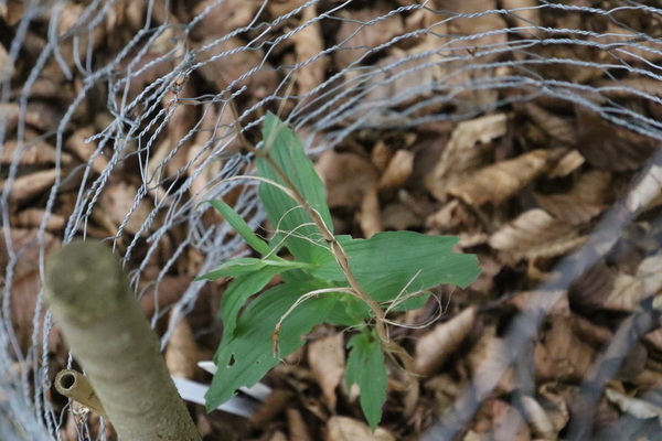 photo of Narrow Lipped Helleborine