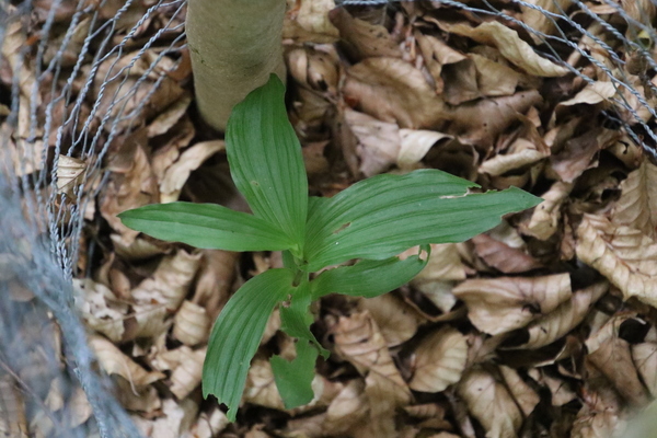 photo of Narrow Lipped Helleborine