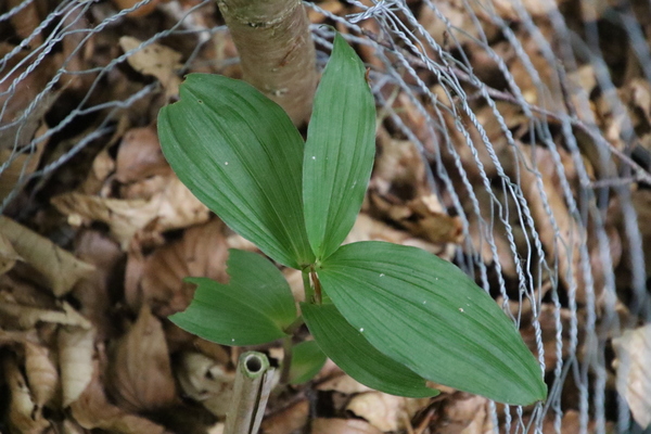 photo of Narrow Lipped Helleborine