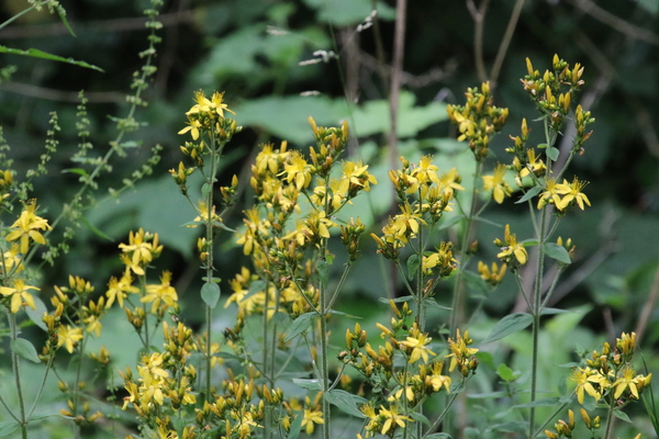 photo of Hairy St John's Wort