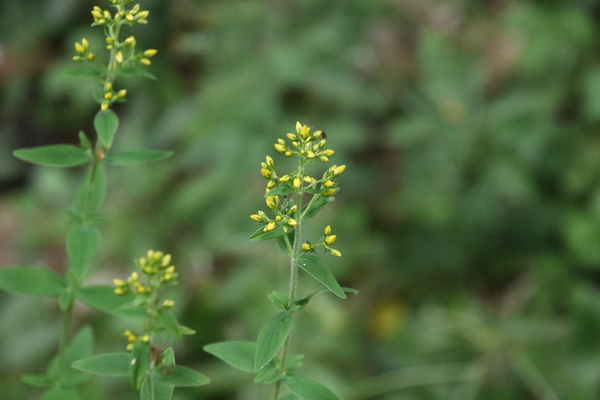 photo of Hairy St John's Wort