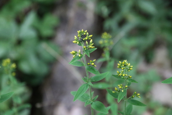 photo of Hairy St John's Wort