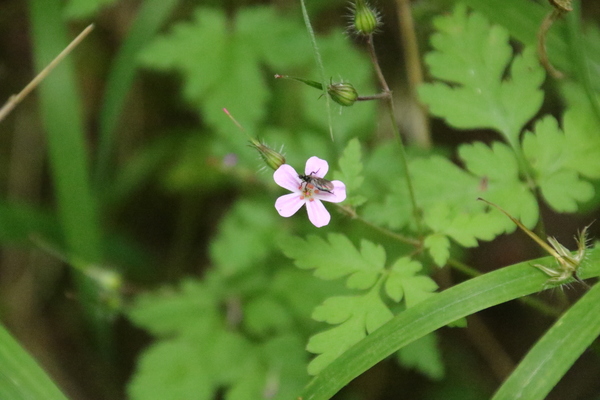 photo of Herb Robert