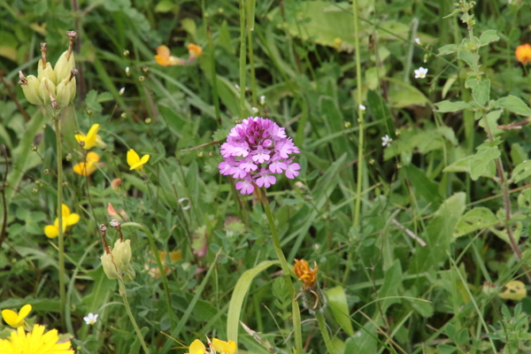 photo of Pyramidal Orchid
