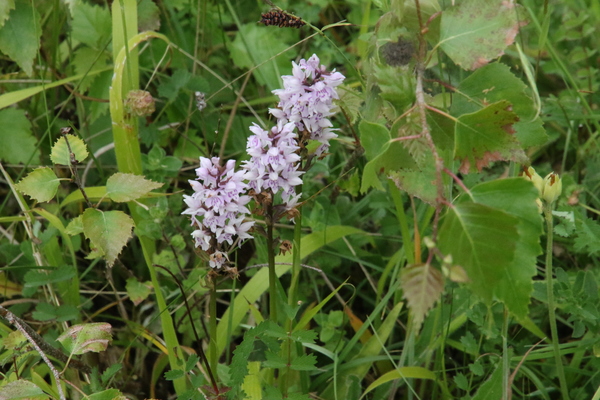 photo of Common Spotted Orchid