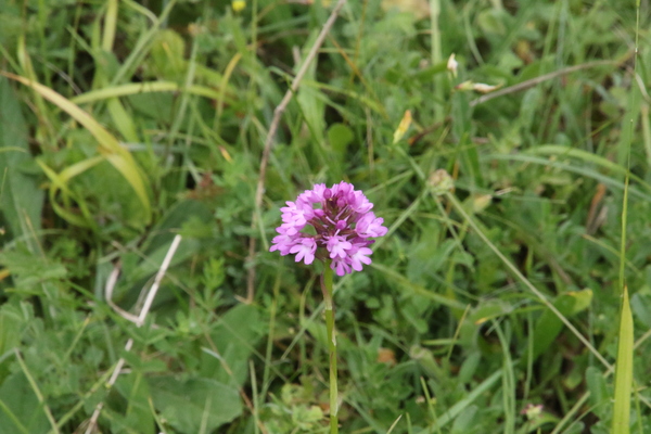 photo of Pyramidal Orchid