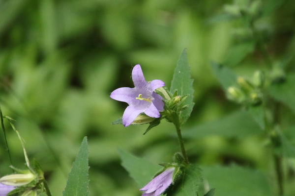 photo of Nettle Leaved Bellflower