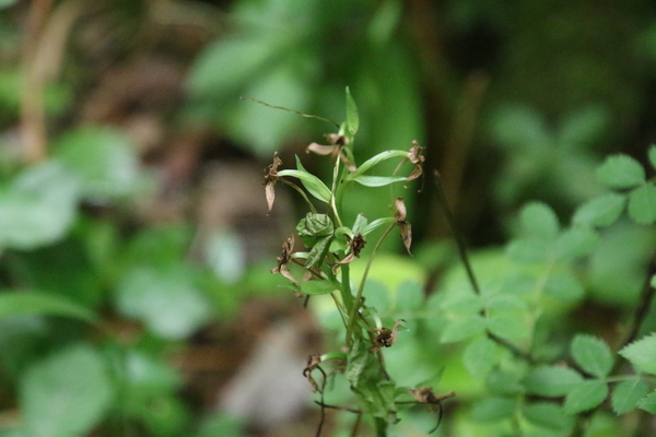 photo of Lesser Butterfly Orchid