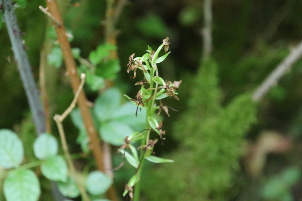 photo of Lesser Butterfly Orchid