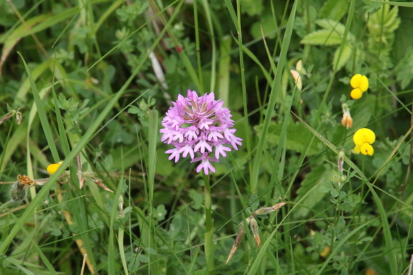 photo of Pyramidal Orchid