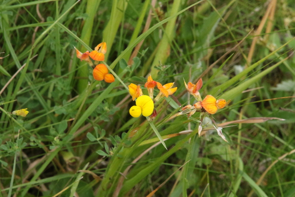 photo of Bird's Foot Trefoil