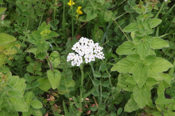photo of Yarrow