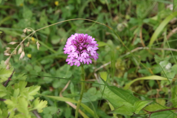 photo of Pyramidal Orchid