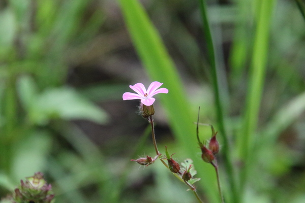 photo of Herb Robert