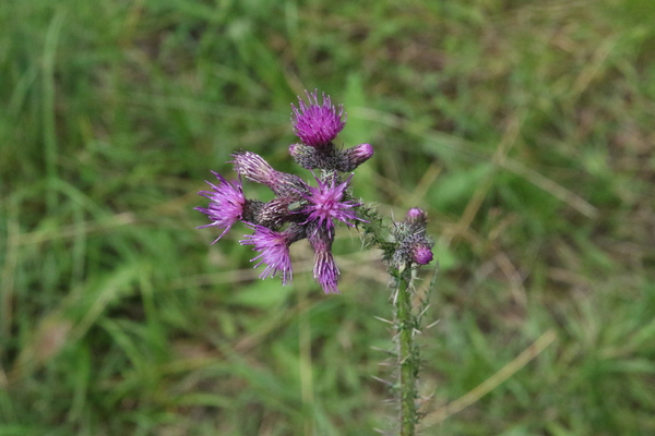photo of Marsh Thistle
