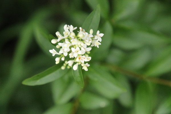 photo of Wild Privet