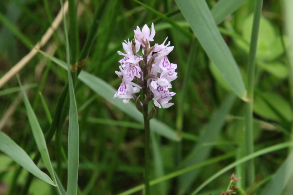 photo of Common Spotted Orchid