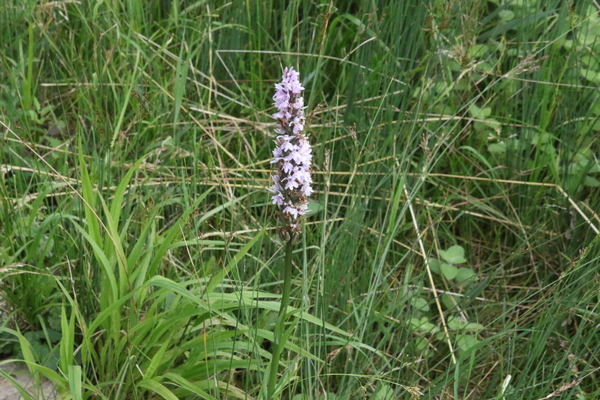 photo of Common Spotted Orchid