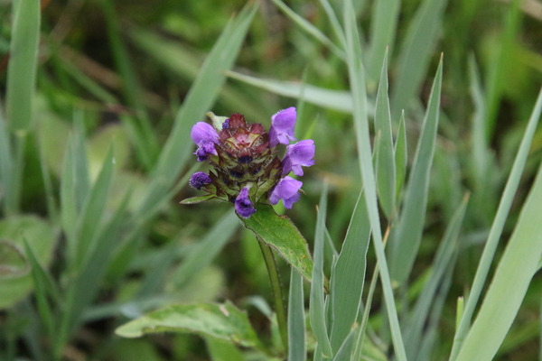 photo of Selfheal