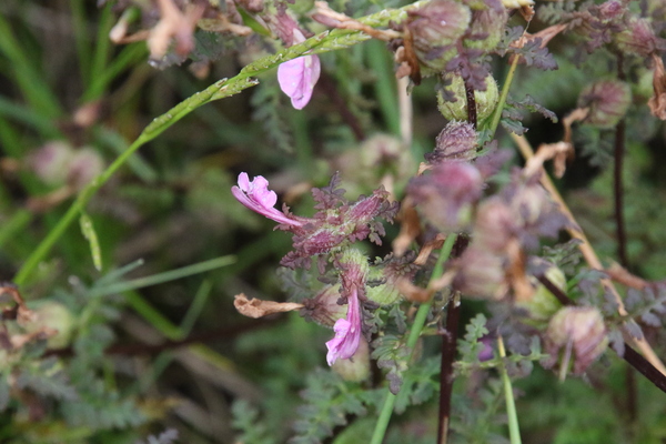 photo of Marsh Lousewort