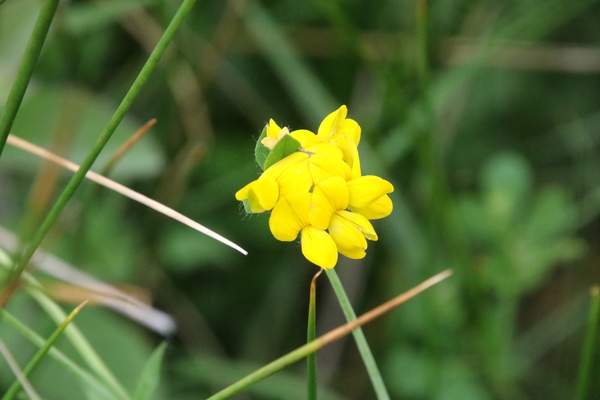 photo of Bird's Foot Trefoil